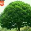 供應(yīng)香樟樹苗批發(fā) 苗木 工程苗木 各種規(guī)格齊全 量大優(yōu)惠