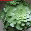 廠家直銷多肉植物【玉龍觀音】辦公室 迷你盆栽 不帶盆發貨