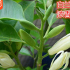 綠植白蘭花苗十里香味獨特白蘭花盆栽花卉綠植白玉蘭花樹苗