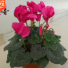 批發仙客來花卉盆栽 年宵花卉仙客來花苗 四季開花