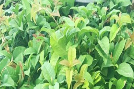 批發(fā)四季嫁接桂花樹苗花卉盆栽植物庭院室內觀帶花四季桂金桂丹桂