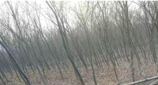 批發(fā)櫸樹小樹苗 櫸樹小苗 紅櫸樹樹苗 大葉櫸樹苗 沙榔樹 血櫸苗