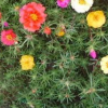 各色太陽花種子 重瓣 紅色太陽花種子 耐熱耐旱不擇土壤 新手推薦