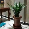 矮種清香型 蘭花苗【香妃】四季蘭 建蘭 花盆栽室內花卉綠植好養