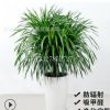 龍須樹 龍血樹 室內客廳大型植物盆景 盆栽綠植