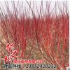 批發(fā)紅瑞木綠化苗 觀賞價(jià)值高 庭院工程 耐寒植物 園林綠化植物