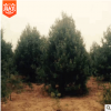 苗木基地白皮松苗風(fēng)景樹苗批發(fā) 園林綠化工程常綠灌木 植被綠化