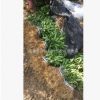 批發(fā)大量出售嫁接蜜橘苗 規(guī)格齊全 歡迎來(lái)定蜜橘苗