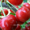 大量批發(fā)大紅燈櫻桃0.6-3公分庭院地栽盆栽果樹苗產量豐盛
