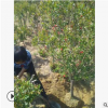 基地直銷吉塞拉櫻桃苗 品種齊全 紅燈 美早布魯克斯 現挖現賣