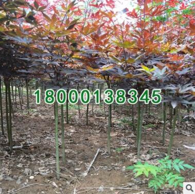 基地批發(fā)紅楓樹苗新品種 赤楓綠化工程小苗 中國紅楓