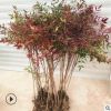 批發南天竹 紅天竹 紅楓盆栽 盆景彩色庭院綠化工程苗 耐寒植物