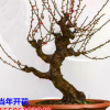 批發四季梅花開花 紅梅苗 素心梅臘梅樹烏梅小苗南北方種植苗盆栽