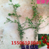批發基地金彈子小苗 金蛋子樹苗 丁當子苗盆栽 當年結果盆景種子