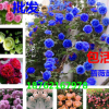 批發薔薇小苗 薔薇花苗 藤本月季花苗 玫瑰苗 月季花盆栽庭院種子