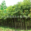 重陽木 供應園林綠化重陽木 批發行道工程綠化 廠家直銷