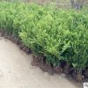 基地批發(fā) 瓜子黃楊 小葉黃楊 黃楊樹 冬青 灌木苗