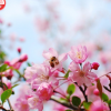 批發櫻花樹 櫻花苗 風景樹種類 綠化樹苗櫻花系列景觀品種齊全