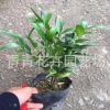 福建花卉 室內(nèi)觀葉盆景 四季長(zhǎng)青植物 批發(fā)基地