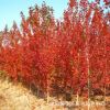 基地批發(fā)紅楓樹美國(guó)紅楓樹小苗 秋火焰
