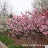 櫻花樹苗批發(fā) 出售日本晚櫻花樹苗嫁接苗 景觀園林種植