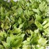 基地批發(fā)灑金桃葉珊瑚 室內(nèi)盆栽裝飾 工程綠化苗木