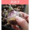 批發熱賣花卉種球 風信子種球 室內盆栽土培水培植物