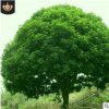 供應香樟樹苗批發 苗木 工程苗木 各種規格齊全 量大優惠
