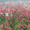 批發綠化苗木紅花紫薇樹苗 紫薇小苗 紫薇苗 美化苗 根系壯