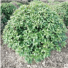 批發四季桂 四季桂花樹小苗 月月桂花球
