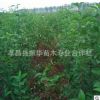 批發(fā)高桿女貞 大葉女貞 工程綠化喬木 大葉女貞量大價優(yōu)