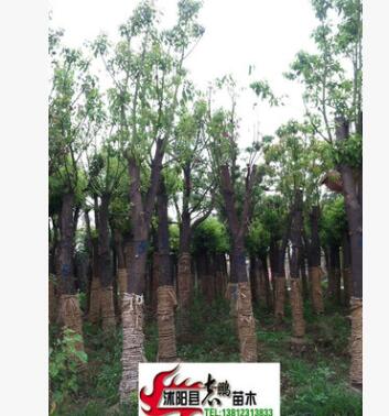 批發 香樟 香樟樹苗 香樟小苗 小葉香樟苗 香樟基地
