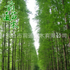 基地直銷各種規格1--20CM水杉樹 大量供應風景樹行道樹美化工程