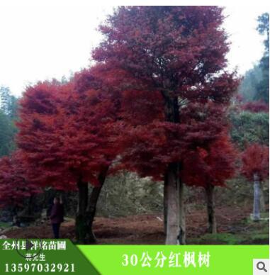 紅楓樹 30公分紅楓樹 護(hù)坡綠化 濕地綠化 紅楓樹苗