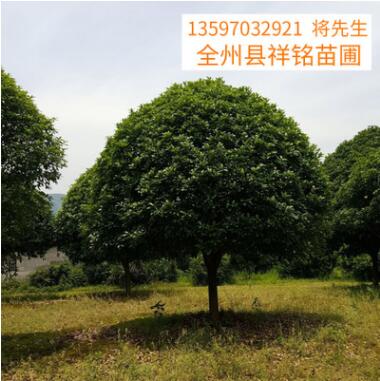 新品熱賣廣西桂花樹20公分 景觀樹木 常綠樹苗 桂花樹苗