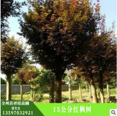 批發(fā)紅楓樹 護(hù)坡綠化,濕地綠化 15公分紅楓樹