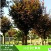 批發紅楓樹 護坡綠化,濕地綠化 15公分紅楓樹