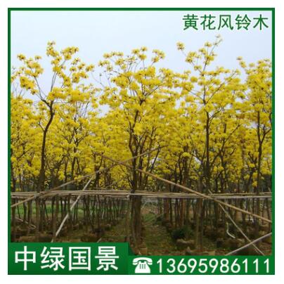 黃花風鈴木批發 綠化苗木 移植苗 假植木 福建產地直銷