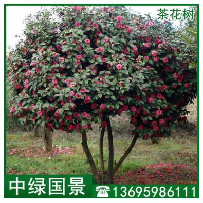 茶花樹(shù)批發(fā) 苗圃低價(jià)直銷(xiāo)綠化苗木 移植苗