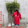 桂花樹(shù)批發(fā)八月金桂丹桂咸寧桂花之鄉(xiāng)自產(chǎn)自銷包郵