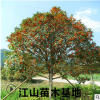 咸寧桂花樹(shù)批發(fā) 八月桂地徑2-10公分綠化工程包郵
