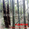 楠竹根種 楠竹之鄉(xiāng)竹根批發(fā)直徑2-3公分4-11節(jié)芽