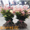 珍珠彩葉桂批發(fā)桂花樹(shù) 10-100cm高五彩桂花 綠化新品種