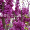 紫荊花樹(shù)苗批發(fā)50-100cm，紫薇小苗包郵綠化苗木滿條紅紫薇樹(shù)苗