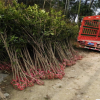 桂花樹(shù)批發(fā) 丹桂 金桂
