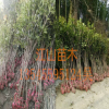 咸寧桂花樹(shù)苗批發(fā)，綠化苗木，丹桂 金桂八月桂花香滿園包郵