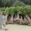 湖北桂花樹(shù)苗批發(fā) 丹桂金桂四季小苗咸寧桂花