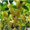 批發優質桂花樹苗 苗木基地直銷 綠化工程苗 成活高 量大批發