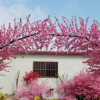 仿真櫻花樹延伸櫻花樹櫻花樹延伸落婚慶拱門訂做假樹植物許愿樹