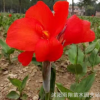 美人蕉批發/觀賞花卉紅花美人蕉/黃花美人蕉價格/當年都開花